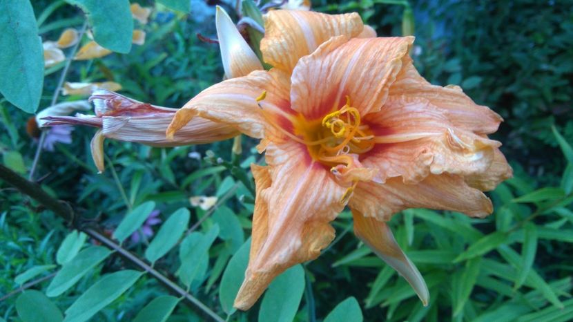  - Gradina flori 2017