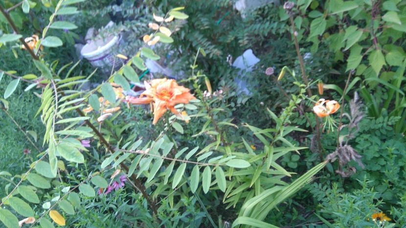  - Gradina flori 2017
