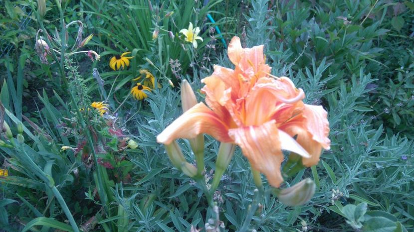  - Gradina flori 2017
