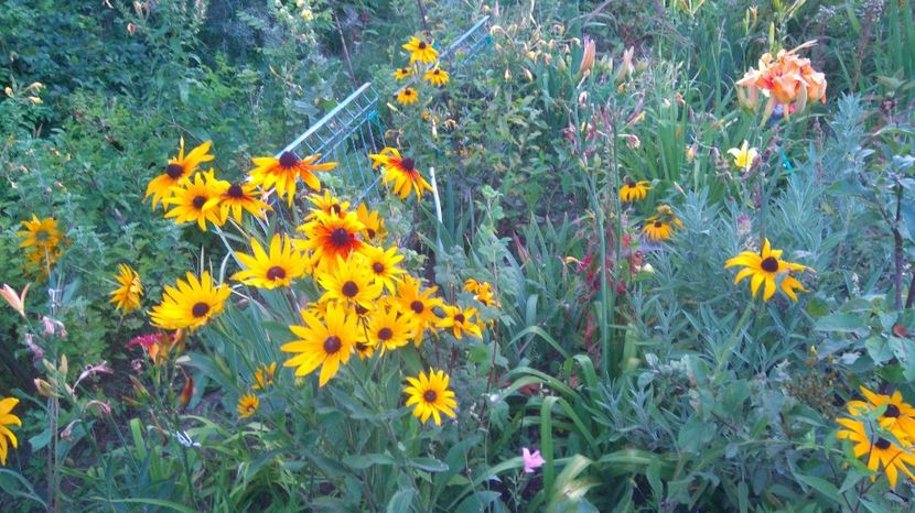  - Gradina flori 2017