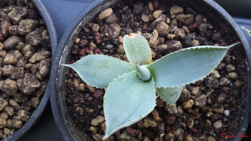 Agave Seemanniana - Agave Seemanniana syn pygmae