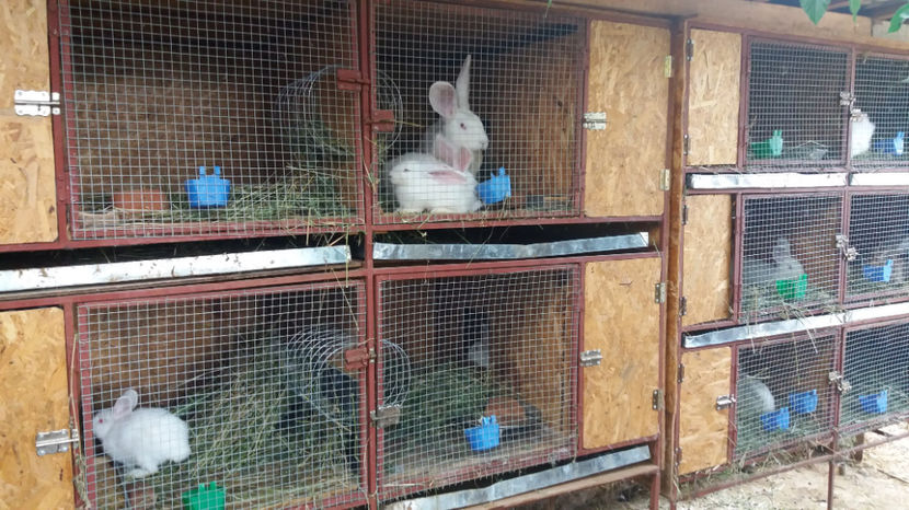 20170715_074508[1] - CUSTILE IEPURILOR