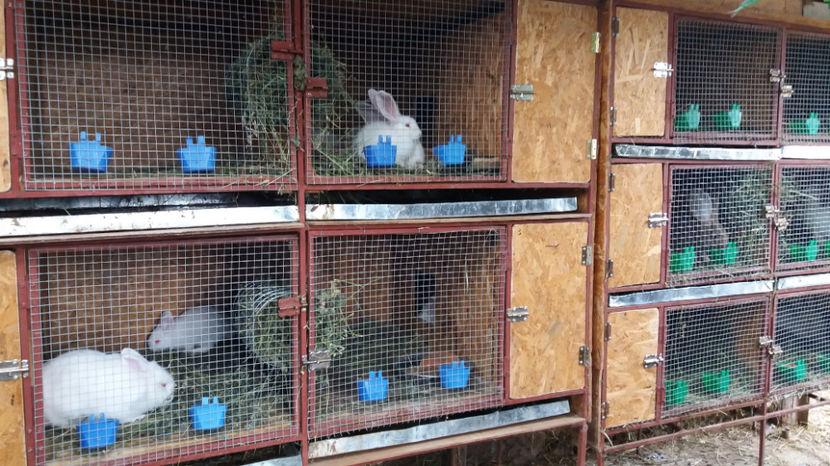 20170716_184137[1] - CUSTILE IEPURILOR