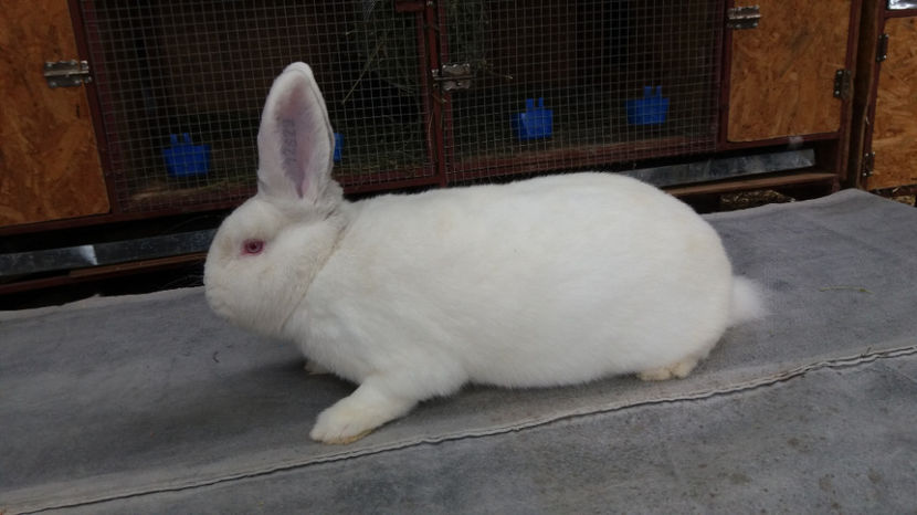 20170717_144808[1] - MASCUL NEOZEELANDEZ ALB 2017