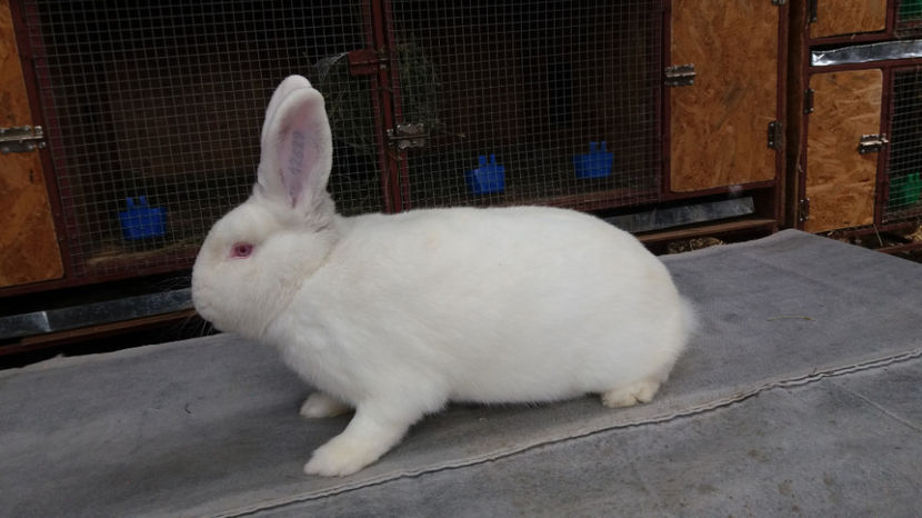 20170717_144842[1] - MASCUL NEOZEELANDEZ ALB 2017