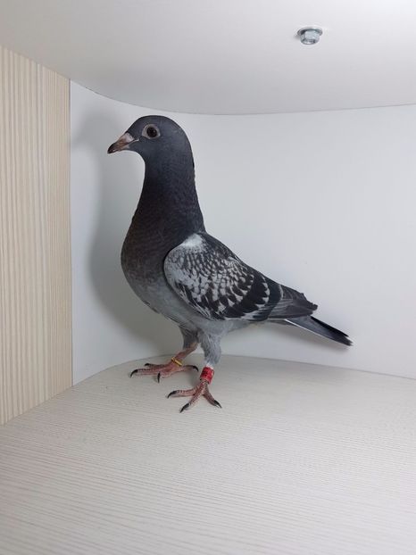 Lilof Adrian - Noi achizitii 2017-2018