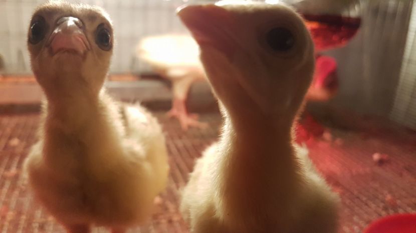 20196665_1914145582157416_654972910_o - DE VINZARE 2017