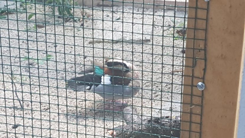 20227687_1914111312160843_956594201_o - RATE EXOTICE