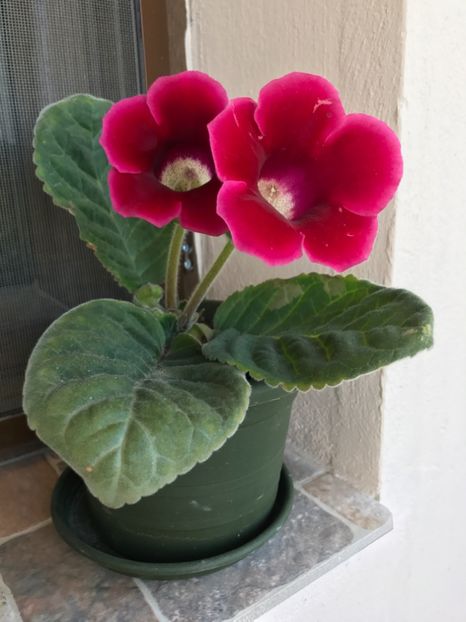 Defiance - Gloxinia 2017