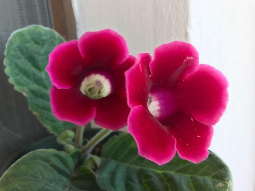 Defiance - Gloxinia 2017