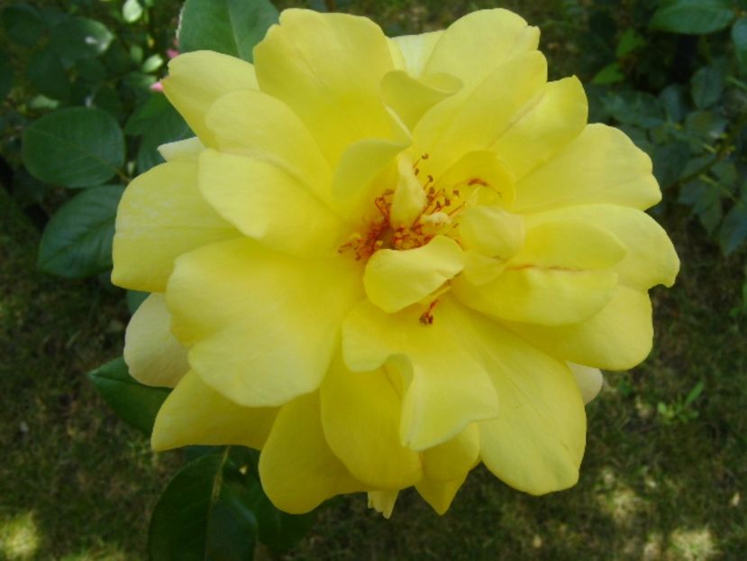 Trandafir - r Vara 2016-2017-2018-2019