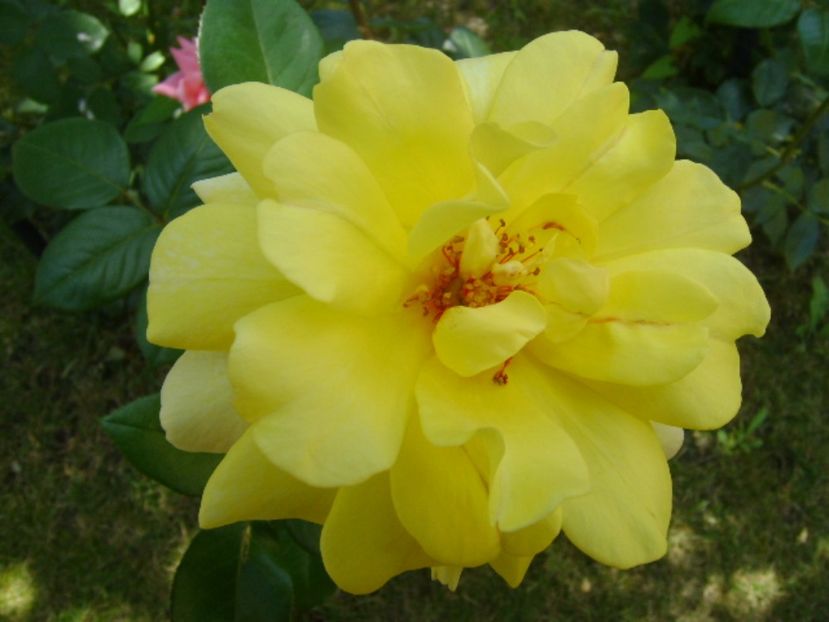 Trandafir - r Vara 2016-2017-2018-2019