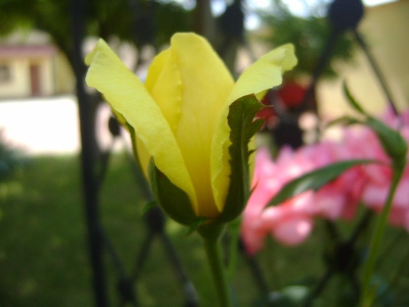 Trandafir - r Vara 2016-2017-2018-2019