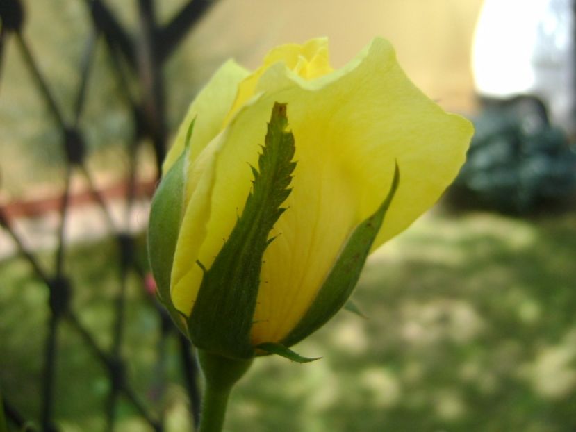 Trandafir - r Vara 2016-2017-2018-2019