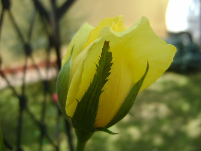 Trandafir - r Vara 2016-2017-2018-2019