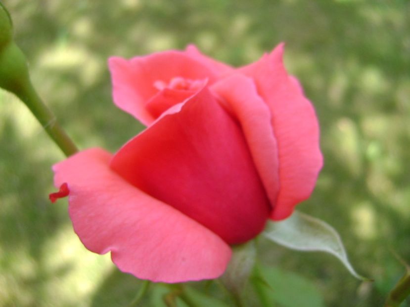 Trandafir - r Vara 2016-2017-2018-2019