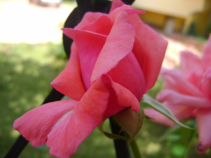 Trandafir - r Vara 2016-2017-2018-2019