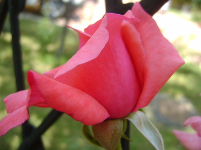 Trandafir - r Vara 2016-2017-2018-2019