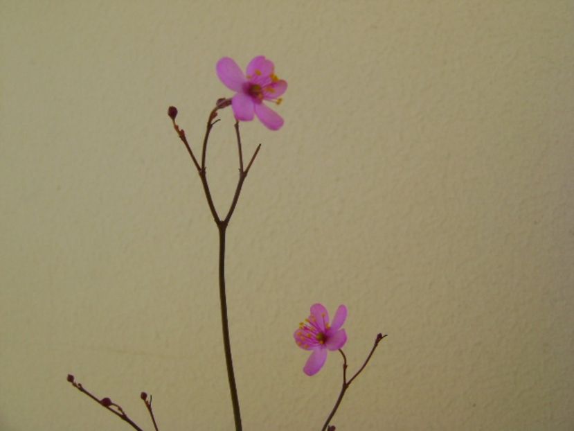 Talinum paniculatum - Caudiciforme si bulbi 2017