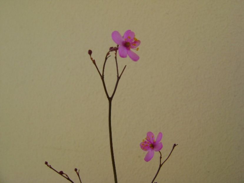 Talinum paniculatum - Caudiciforme si bulbi 2017