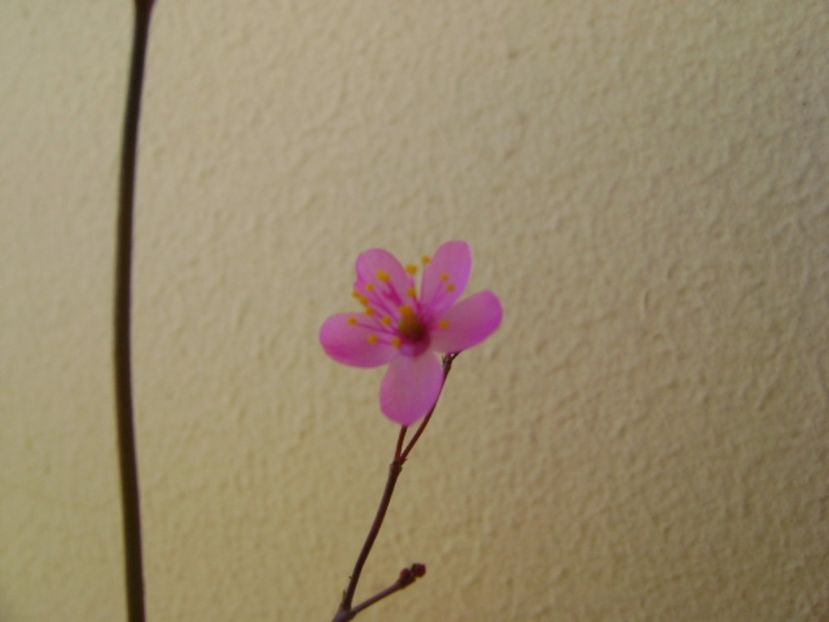 Talinum paniculatum - Caudiciforme si bulbi 2017