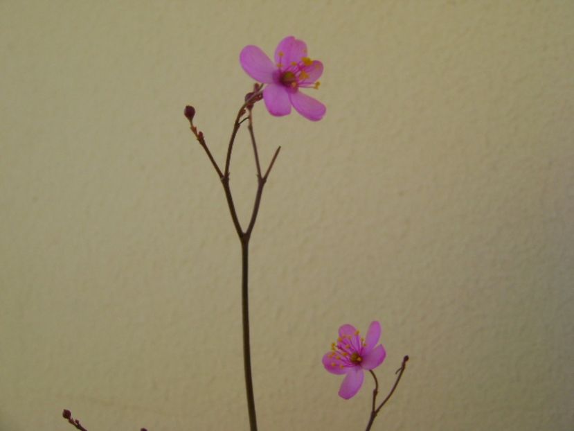 Talinum paniculatum - Caudiciforme si bulbi 2017