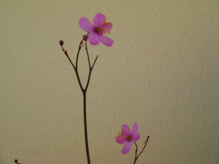 Talinum paniculatum - Caudiciforme si bulbi 2017