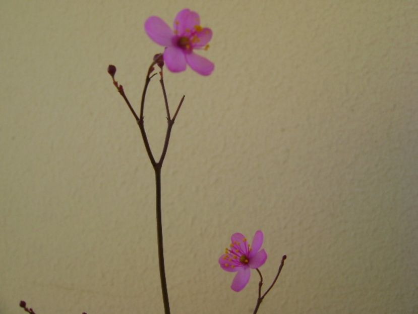 Talinum paniculatum - Caudiciforme si bulbi 2017