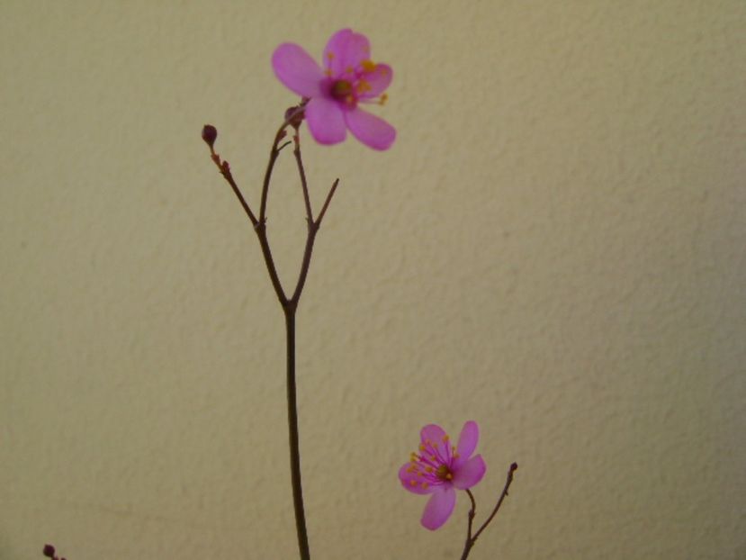 Talinum paniculatum - Caudiciforme si bulbi 2017