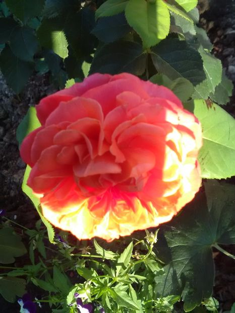  - Trandafiri iulie 2017