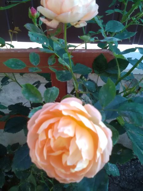  - Trandafiri iulie 2017