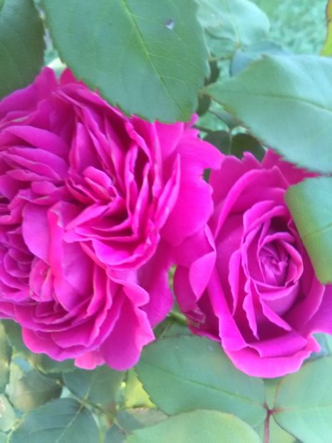  - Trandafiri iulie 2017