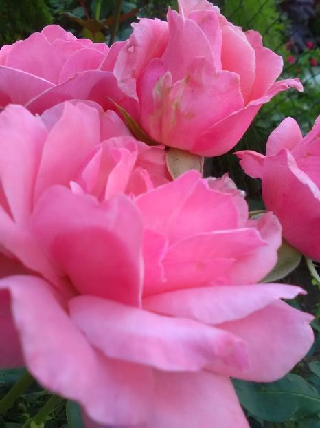  - Trandafiri iulie 2017