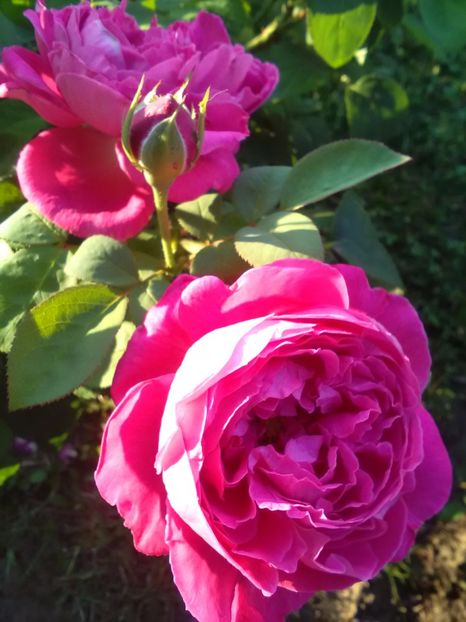  - Trandafiri iulie 2017