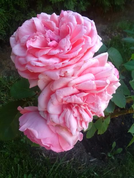  - Trandafiri iulie 2017