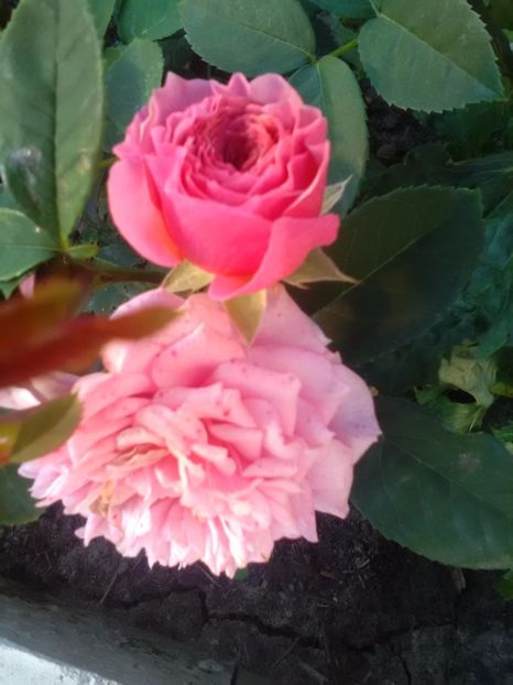  - Trandafiri iulie 2017