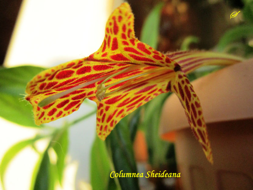 Columnea Sheideana(20-07-2017) - Columnee 2017