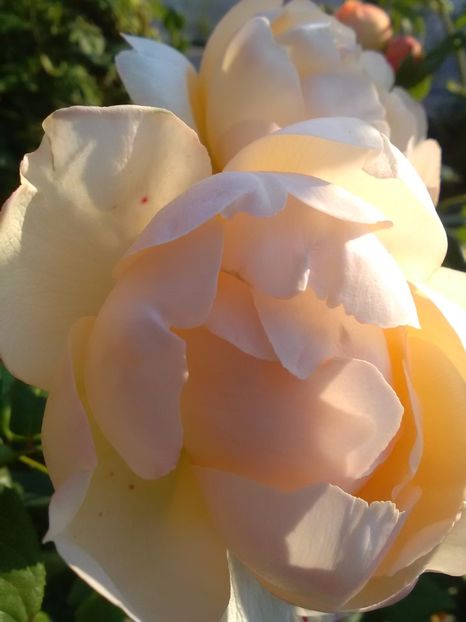  - Trandafiri iulie 2017