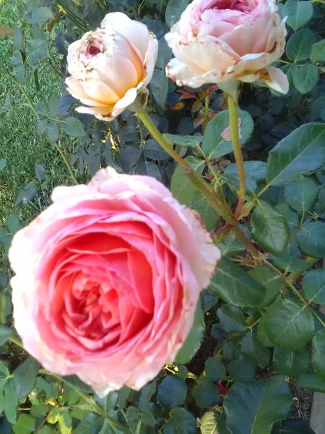  - Trandafiri iulie 2017