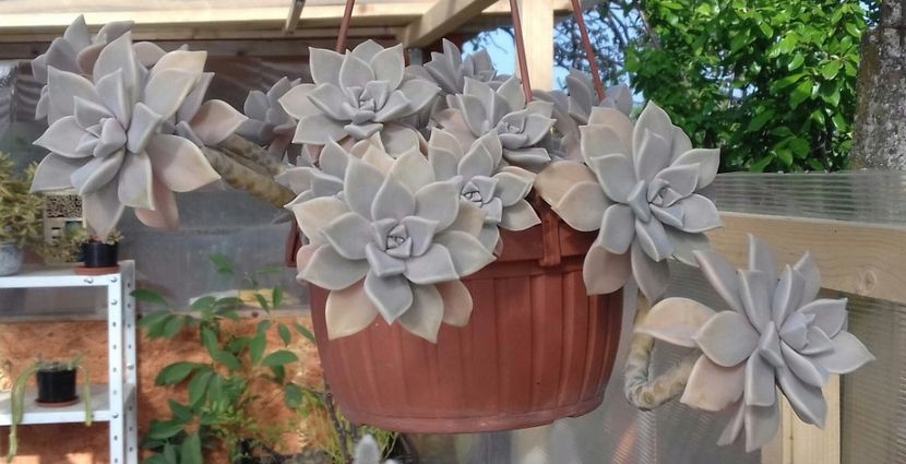 Graptopetalum paraguayense - Graptopetalum