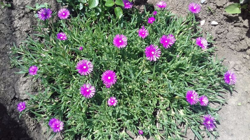 Delosperma cooperi - Delosperma