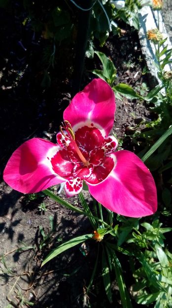 P_20170720 - Din gradina mamei