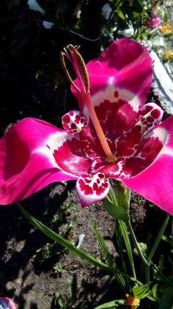 P_201707 - Din gradina mamei