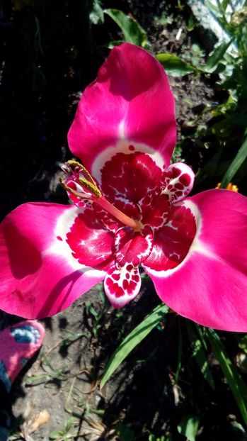 P_20170720 - Din gradina mamei