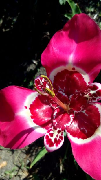 P_20170720 - Din gradina mamei