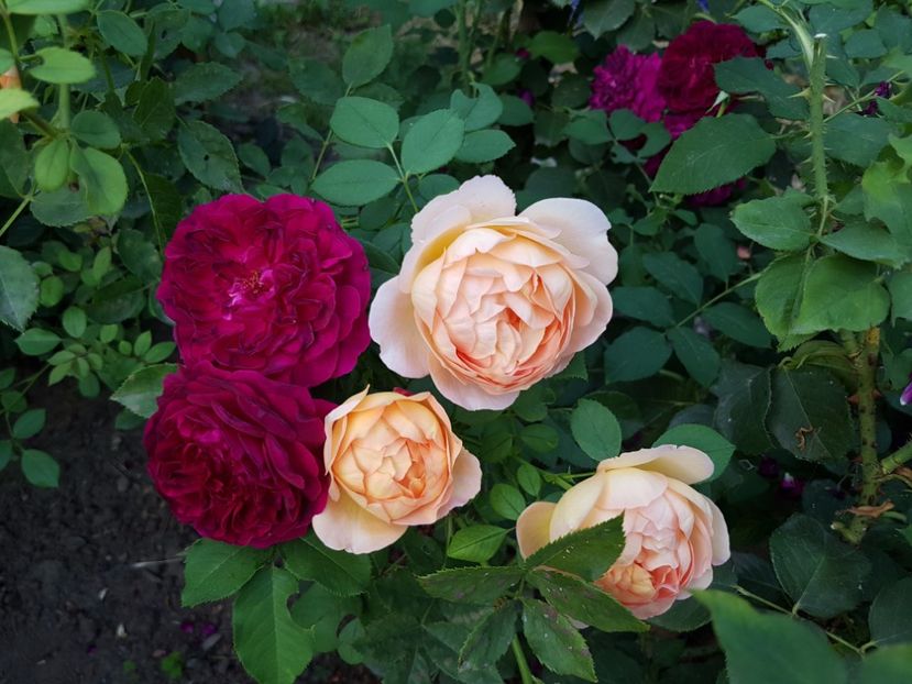 munstead & lady of shalott - 2 trandafiri 2017 II