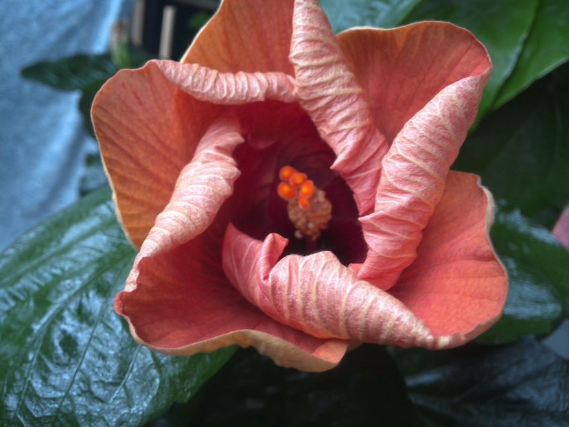 WIN_20170720_084208 - Tahitian Dark Congo