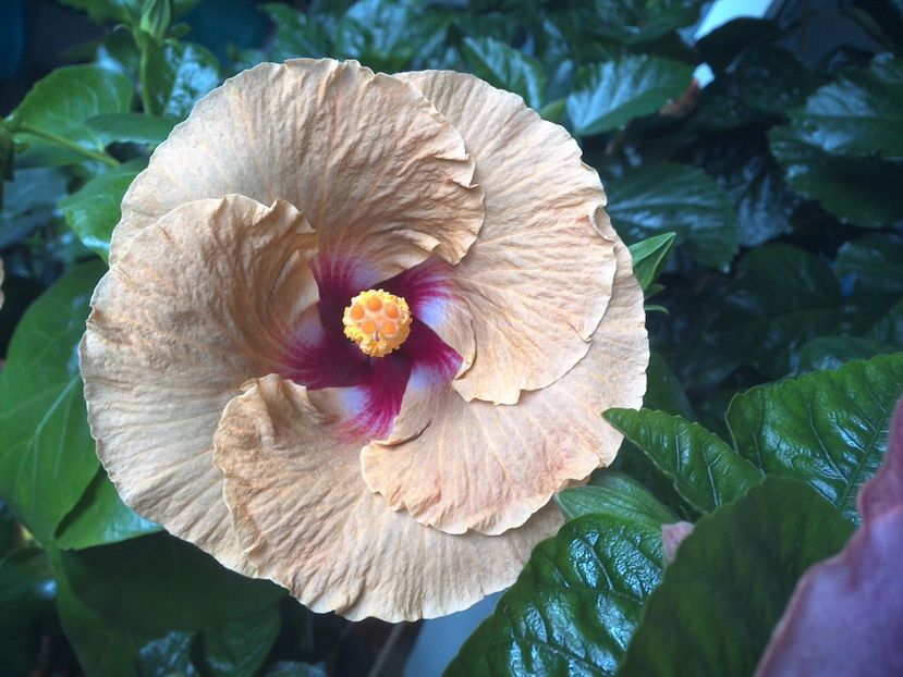 WIN_20170720_084001 - Tahitian Dusky Star