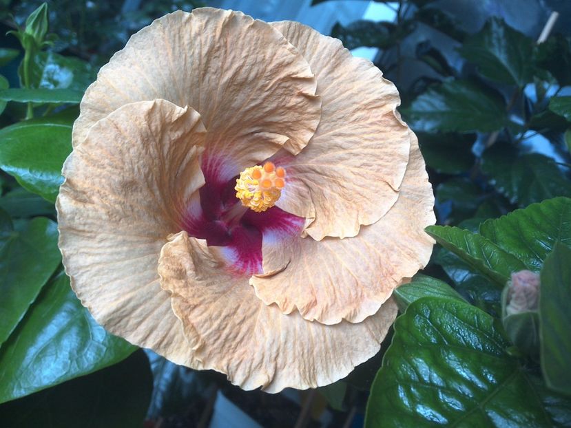 WIN_20170720_084003 - Tahitian Dusky Star