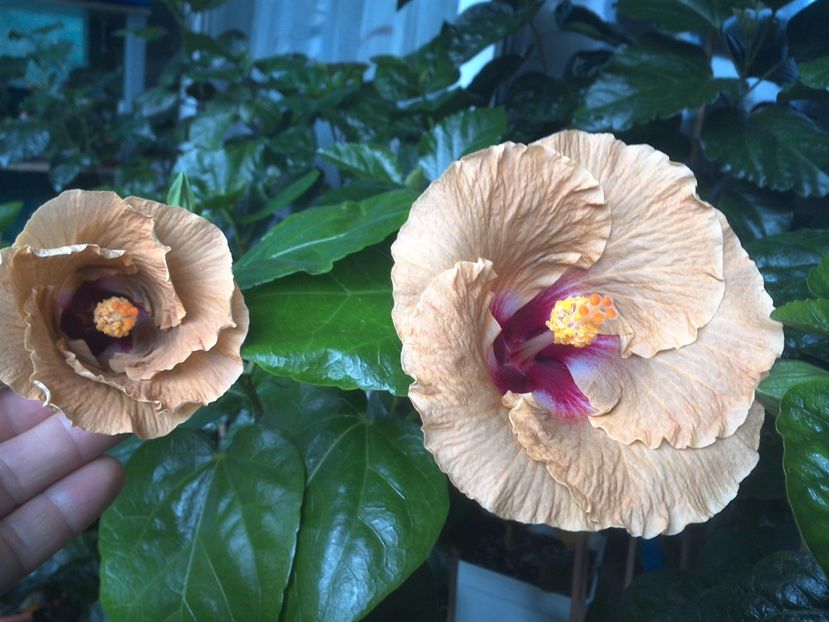 WIN_20170720_084022 - Tahitian Dusky Star